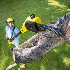 Professional Tree Removal Services in Stateburg, SC