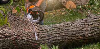 How Our Tree Care Process Works  in  Stateburg, SC