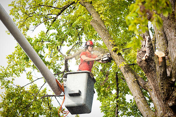 Tree Removal Services